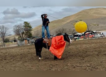 Caballo cuarto de milla, Yegua, 12 años, 150 cm, Negro