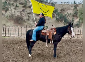 Caballo cuarto de milla, Yegua, 12 años, 150 cm, Negro