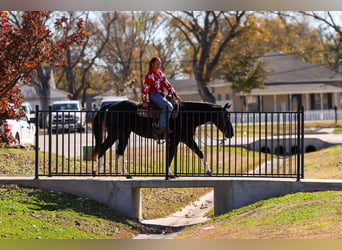 Caballo cuarto de milla, Yegua, 12 años, 150 cm, Negro
