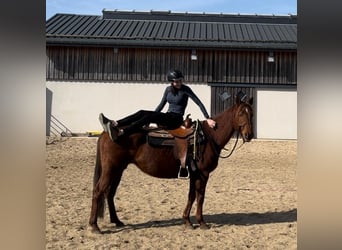 Caballo cuarto de milla, Yegua, 12 años, 151 cm, Alazán-tostado