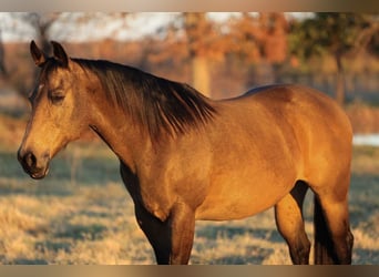 Caballo cuarto de milla, Yegua, 12 años, 152 cm, Buckskin/Bayo