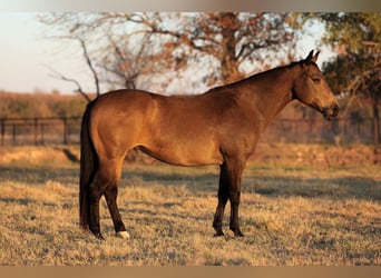 Caballo cuarto de milla, Yegua, 12 años, 152 cm, Buckskin/Bayo