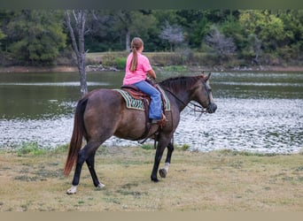 Caballo cuarto de milla, Yegua, 12 años, 152 cm, Buckskin/Bayo
