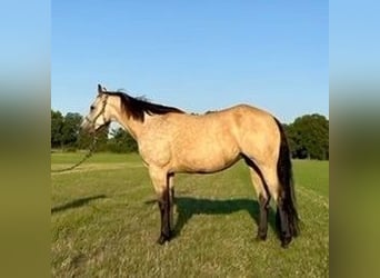 Caballo cuarto de milla, Yegua, 12 años, 152 cm, Buckskin/Bayo