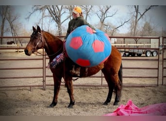 Caballo cuarto de milla, Yegua, 12 años, 152 cm, Castaño rojizo