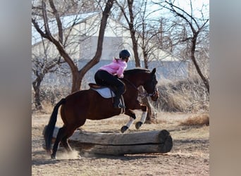 Caballo cuarto de milla, Yegua, 12 años, 152 cm, Castaño rojizo