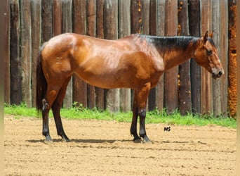 Caballo cuarto de milla, Yegua, 12 años, 152 cm, Castaño-ruano