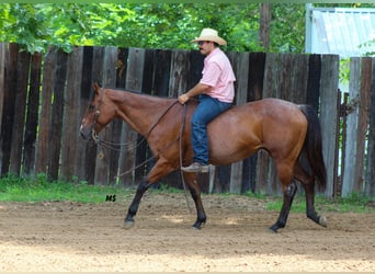 Caballo cuarto de milla, Yegua, 12 años, 152 cm, Castaño-ruano