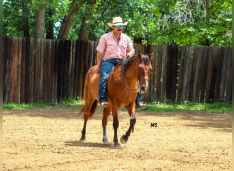 Caballo cuarto de milla, Yegua, 12 años, 152 cm, Castaño-ruano