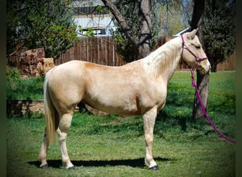Caballo cuarto de milla, Yegua, 12 años, 152 cm, Palomino