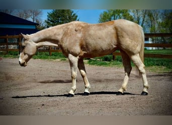 Caballo cuarto de milla, Yegua, 12 años, 152 cm, Palomino