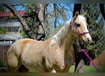 Caballo cuarto de milla, Yegua, 12 años, 152 cm, Palomino