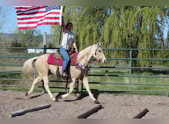 Caballo cuarto de milla, Yegua, 12 años, 152 cm, Palomino