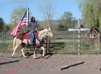 Caballo cuarto de milla, Yegua, 12 años, 152 cm, Palomino