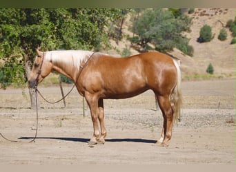 Caballo cuarto de milla, Yegua, 12 años, 152 cm, Palomino