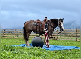 Caballo cuarto de milla Mestizo, Yegua, 12 años, 152 cm, Ruano alazán