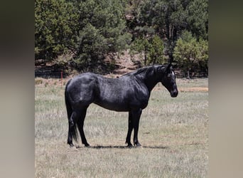 Caballo cuarto de milla, Yegua, 12 años, 152 cm, Ruano azulado
