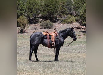 Caballo cuarto de milla, Yegua, 12 años, 152 cm, Ruano azulado