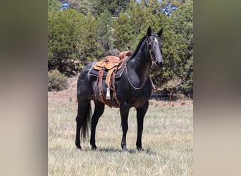 Caballo cuarto de milla, Yegua, 12 años, 152 cm, Ruano azulado