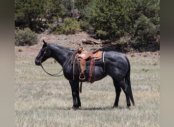 Caballo cuarto de milla, Yegua, 12 años, 152 cm, Ruano azulado