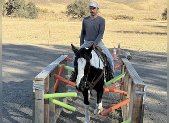 Caballo cuarto de milla, Yegua, 12 años, 152 cm, Tobiano-todas las-capas