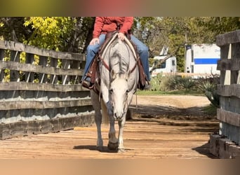 Caballo cuarto de milla, Yegua, 12 años, 155 cm, Tordo