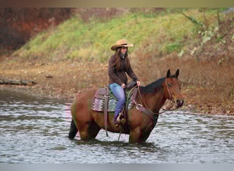 Caballo cuarto de milla, Yegua, 12 años, 157 cm, Castaño rojizo