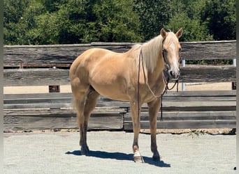 Caballo cuarto de milla, Yegua, 12 años, 157 cm, Palomino