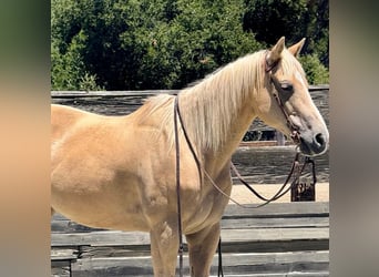 Caballo cuarto de milla, Yegua, 12 años, 157 cm, Palomino