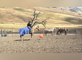Caballo cuarto de milla, Yegua, 12 años, 157 cm, Palomino