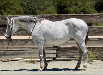 Caballo cuarto de milla, Yegua, 12 años, 157 cm, Tordo