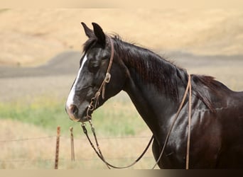 Caballo cuarto de milla, Yegua, 12 años, 160 cm, Negro