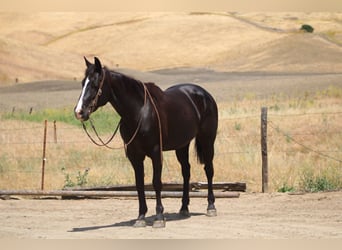 Caballo cuarto de milla, Yegua, 12 años, 160 cm, Negro