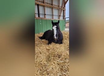 Caballo cuarto de milla, Yegua, 12 años, 160 cm, Negro