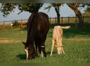 Caballo cuarto de milla, Yegua, 12 años, 160 cm, Negro