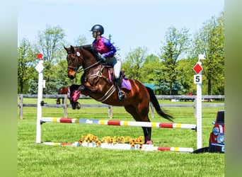 Caballo cuarto de milla, Yegua, 12 años, 163 cm, Castaño rojizo
