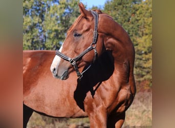 Caballo cuarto de milla Mestizo, Yegua, 12 años, 175 cm, Alazán-tostado