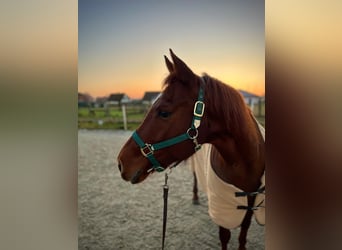 Caballo cuarto de milla, Yegua, 12 años, Alazán rojizo