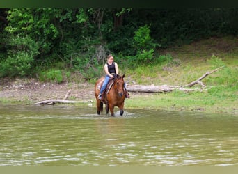 Caballo cuarto de milla, Yegua, 12 años, Bayo
