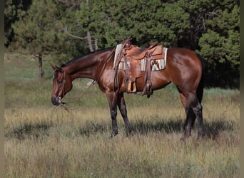 Caballo cuarto de milla, Yegua, 12 años, Castaño rojizo