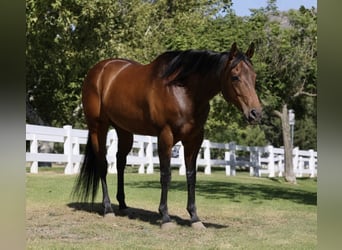 Caballo cuarto de milla, Yegua, 12 años, Castaño rojizo