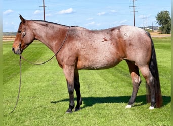 Caballo cuarto de milla, Yegua, 12 años, Castaño-ruano