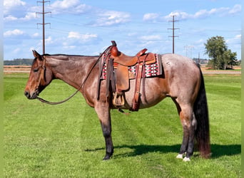 Caballo cuarto de milla, Yegua, 12 años, Castaño-ruano