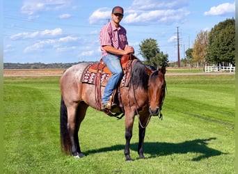 Caballo cuarto de milla, Yegua, 12 años, Castaño-ruano