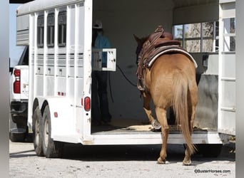 Caballo cuarto de milla, Yegua, 12 años, Palomino