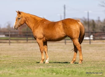 Caballo cuarto de milla, Yegua, 12 años, Palomino