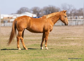 Caballo cuarto de milla, Yegua, 12 años, Palomino