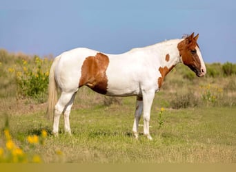 Caballo cuarto de milla, Yegua, 12 años, Tobiano-todas las-capas