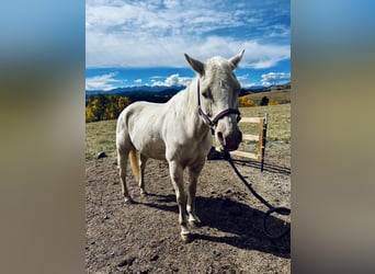 Caballo cuarto de milla, Yegua, 12 años, White/Blanco