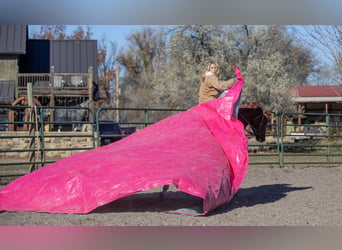 Caballo cuarto de milla Mestizo, Yegua, 13 años, 142 cm, Alazán rojizo